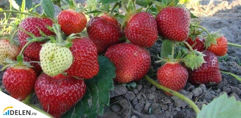 Клубника Альбион